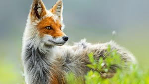 Fox Wallpaper
