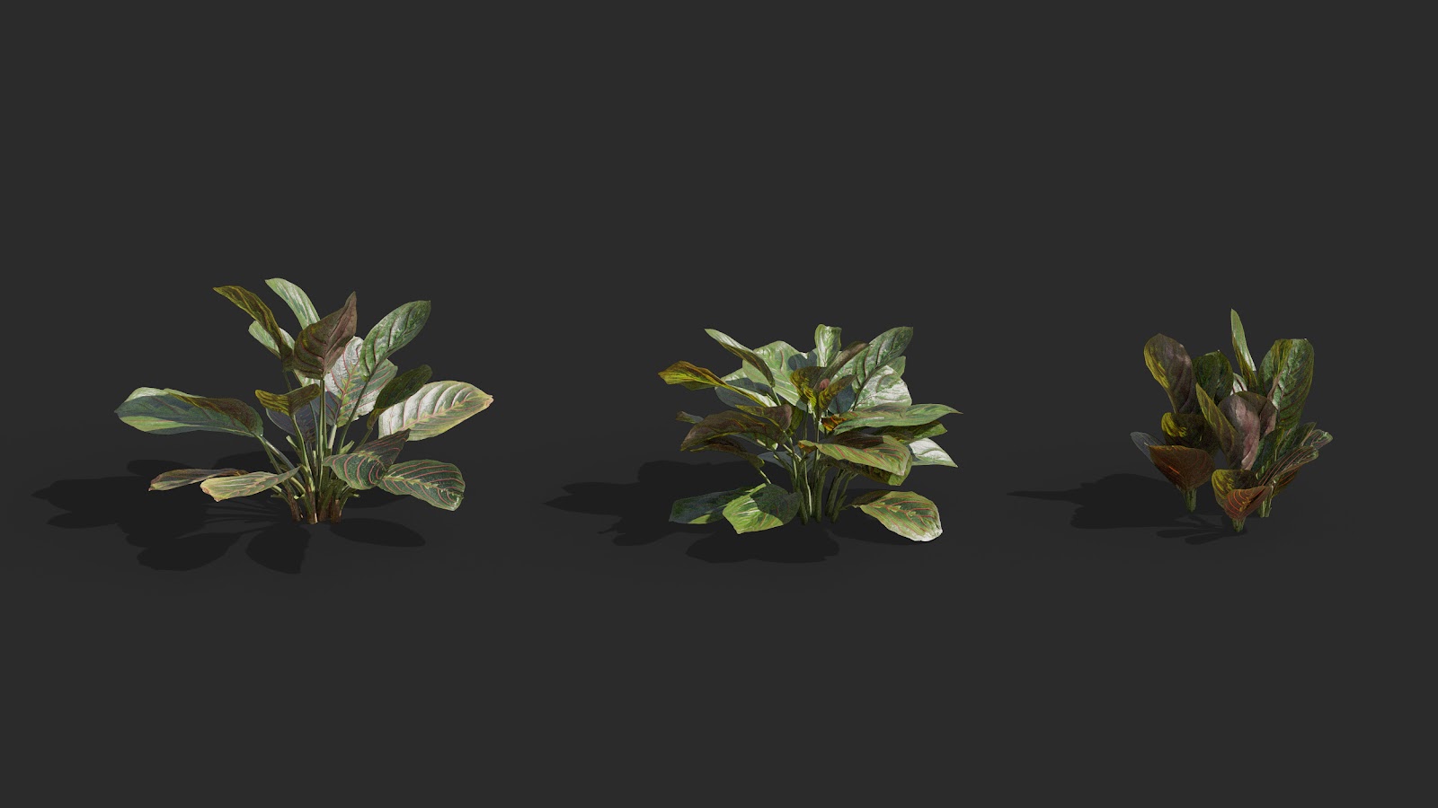 Maxtree - Plant Models Vol.62