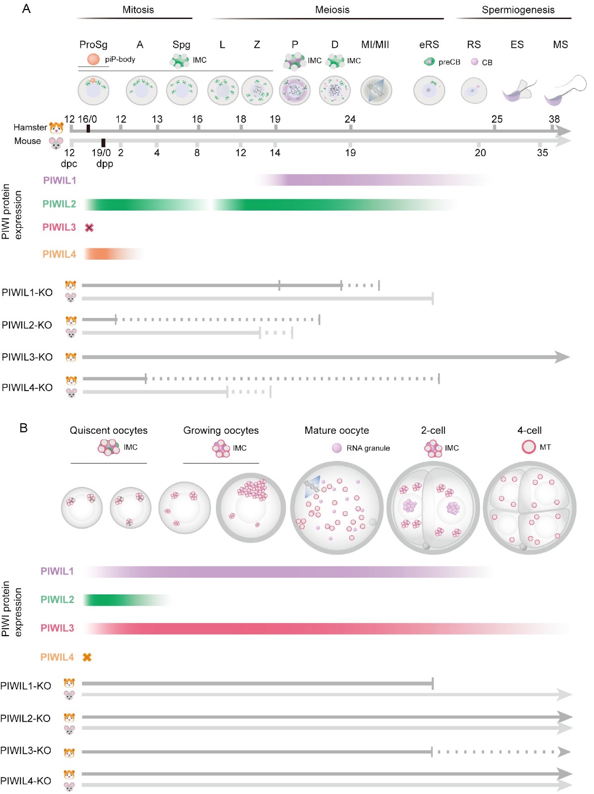 Advances in PIWI-piRNA function in female reproduction in mammals
