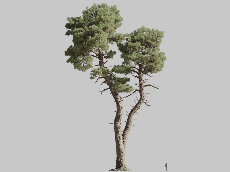 Maxtree - Plant Models Vol.126