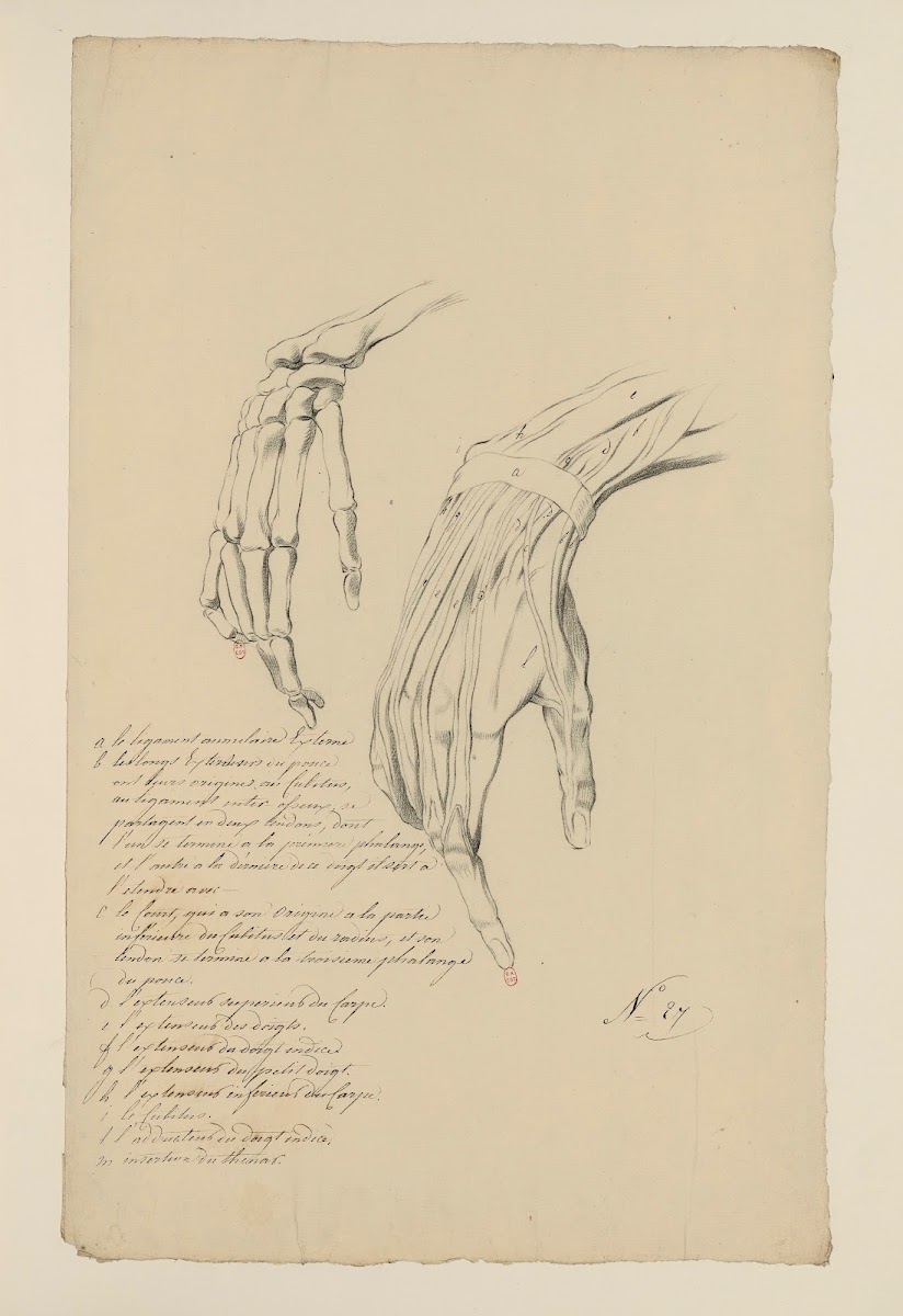 Cahiers dAnatomie Pl24 18th Century