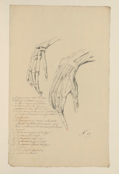 Cahiers dAnatomie Pl24 18th Century