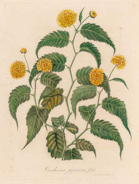 Corchorus japonica 1818 1824