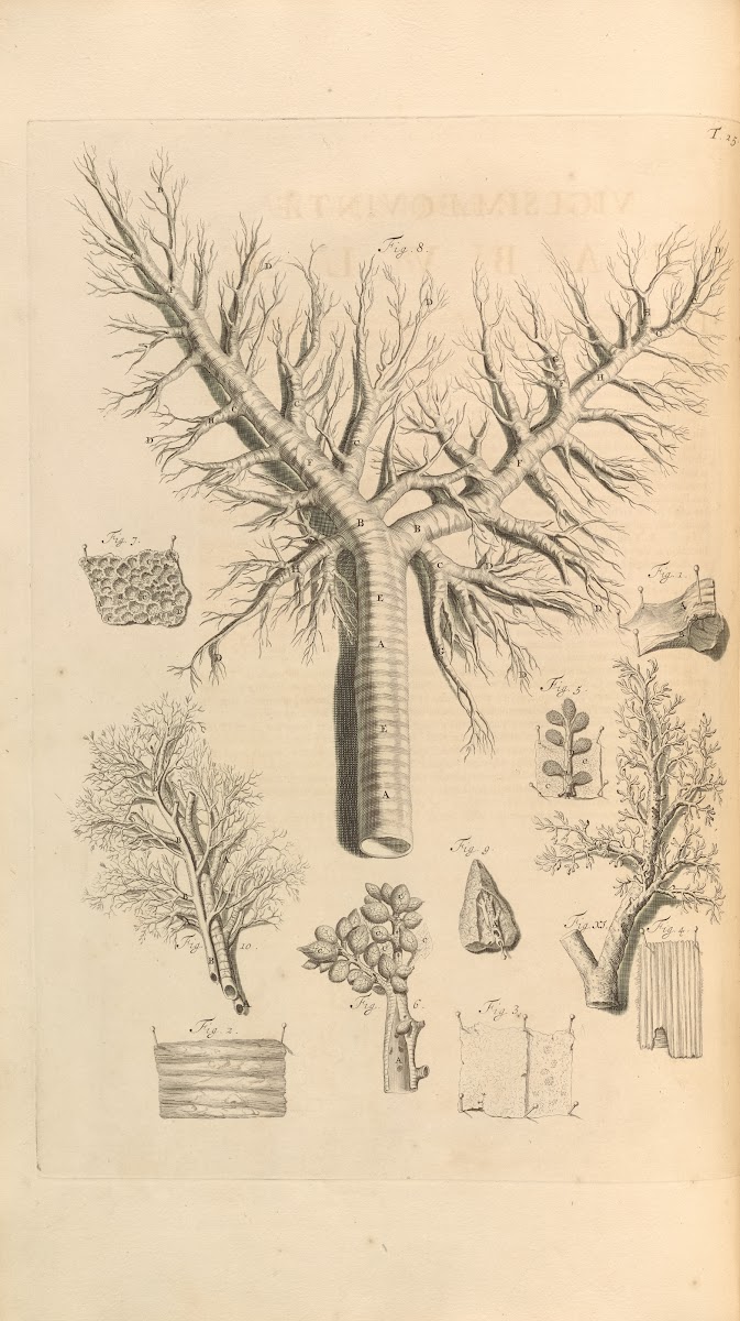 Anatomia humani corporis Pl026 1685