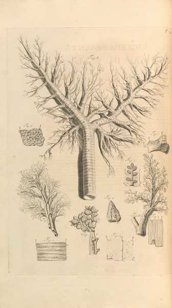 Anatomia humani corporis Pl026 1685