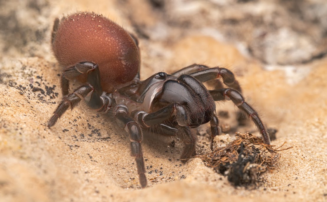 Atypus affinis