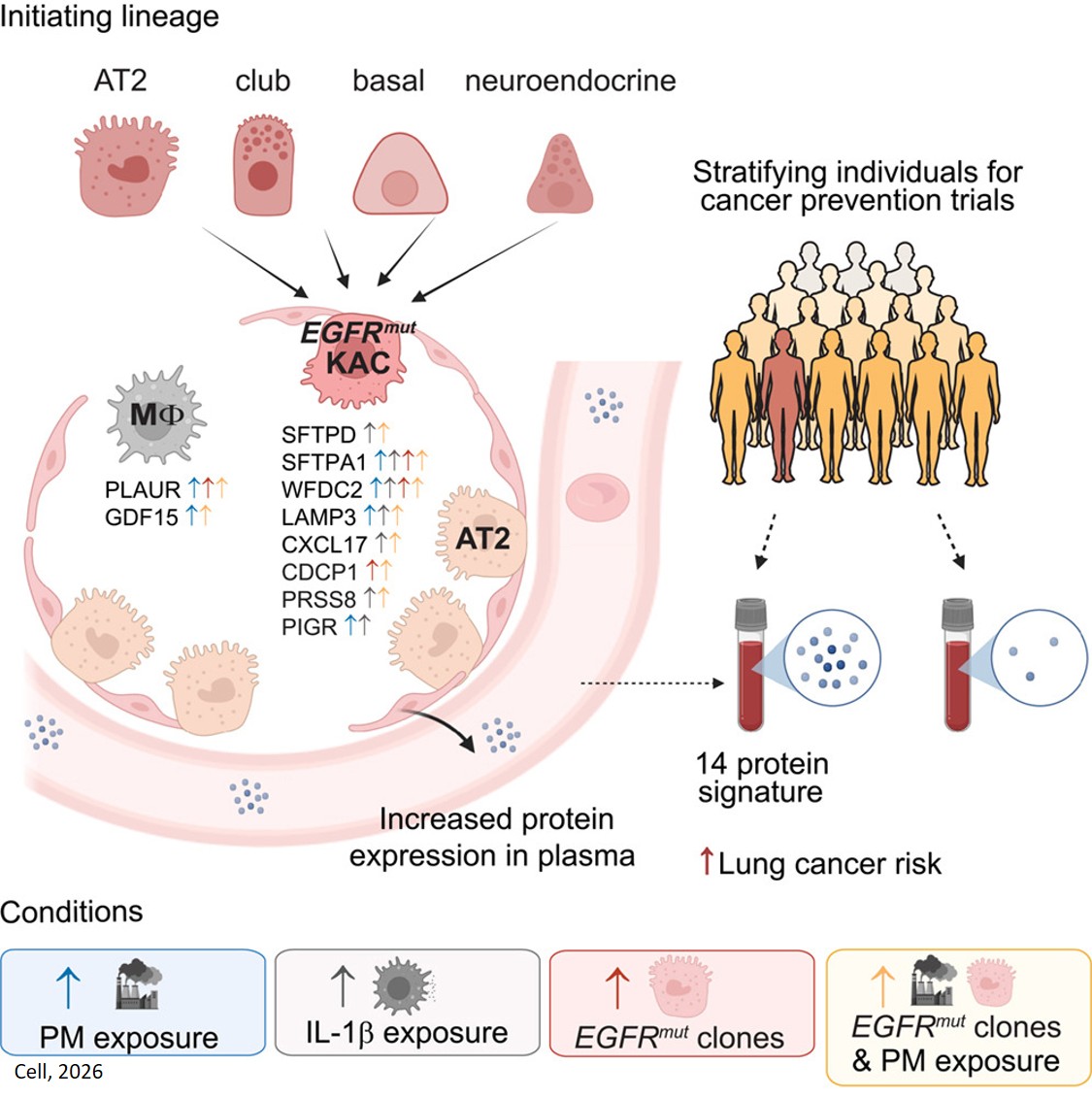 Plasma signals of lung tumor promotion for molecular cancer prevention