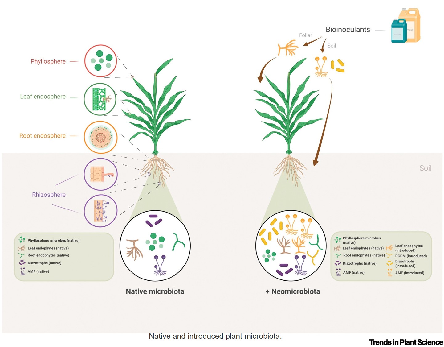 Microbes in agriculture