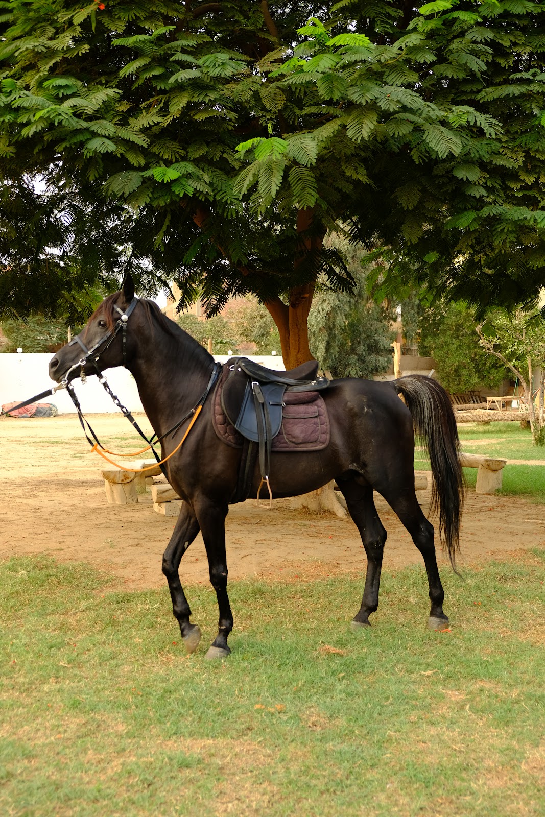 Amir - Horse available for riding at Hooves in Saqqara, Egypt. Introducing this sleek and powerful Solid Black horse. With a refined build and 