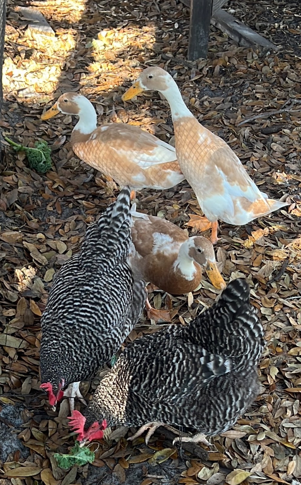Fawn & White Runner Duck