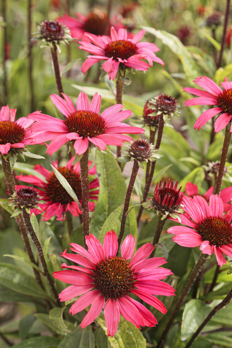 Echinacea Sunseekers Purple in fiore, vista ravvicinata, in un giardino estivo.
