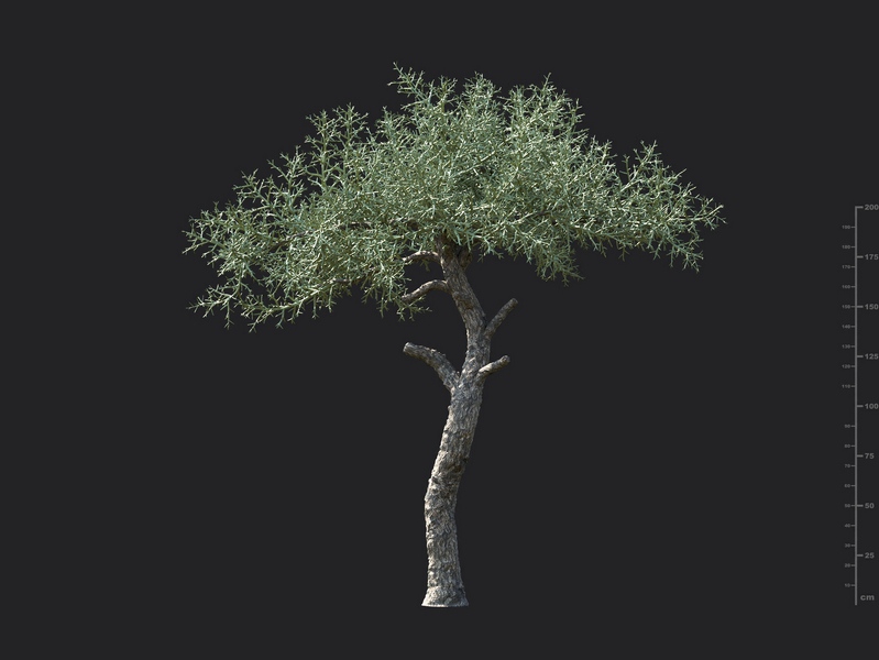 Maxtree - Plant Models Vol.130