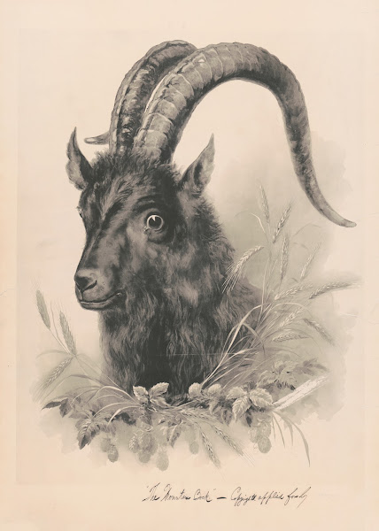 The mountain bock 1884