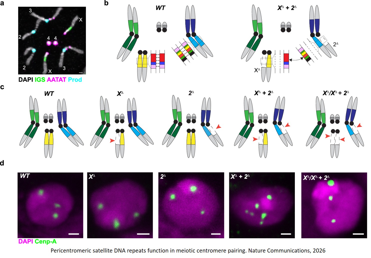 Meiotic pairing through barcode-like satellite DNA repeats