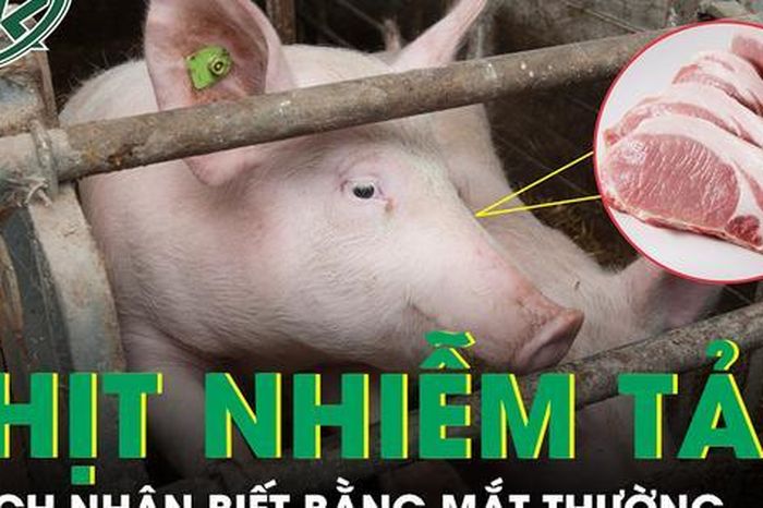 Cách nhận biết thịt nhiễm tả lợn châu Phi bằng mắt thường - Báo Sức Khỏe &amp; Đời Sống