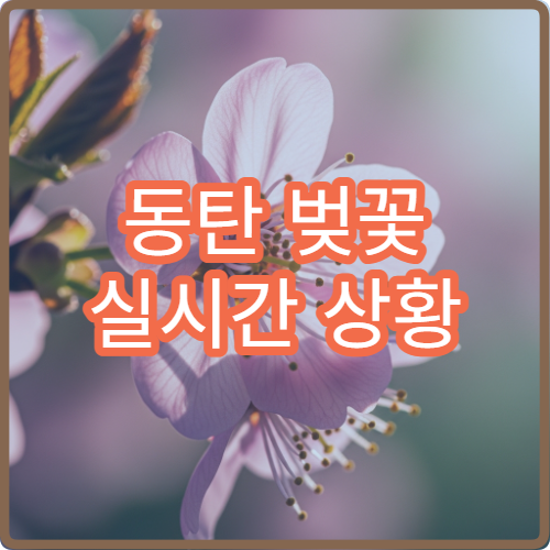 동탄 벚꽃 실시간 상황 (+오늘 기준 개화율 바로 확인)