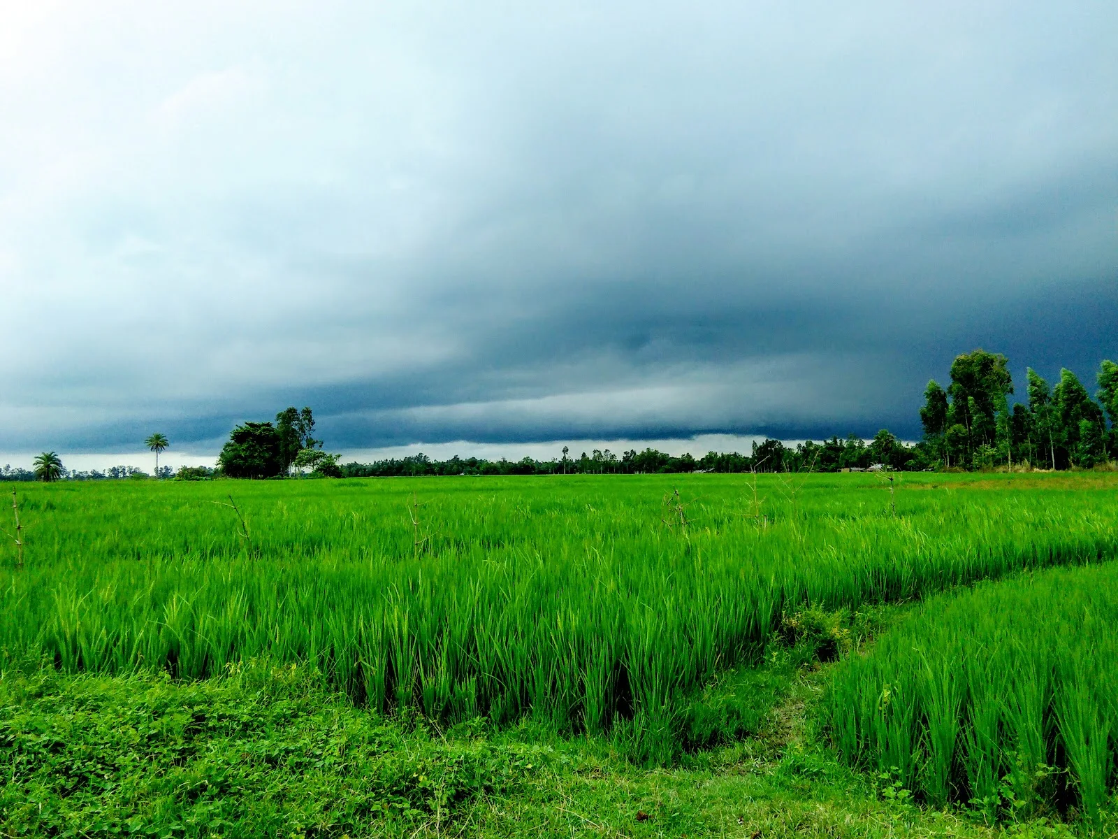 Tapan