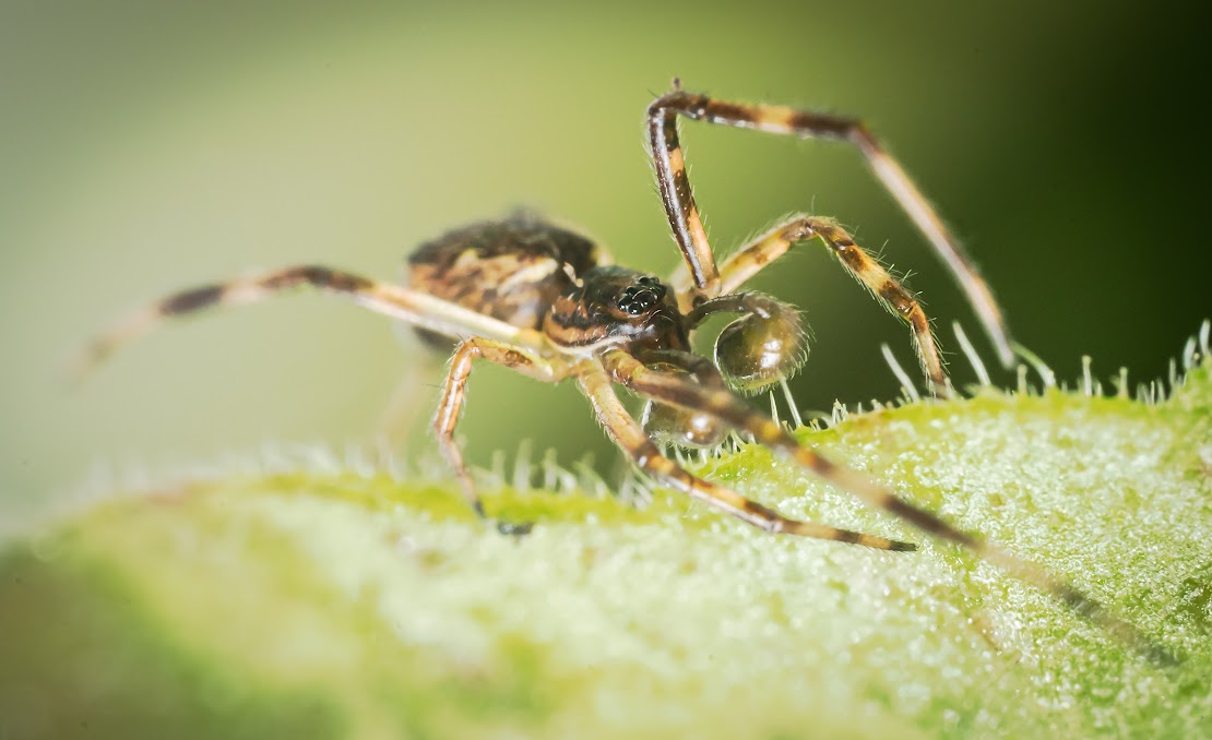 Episunus angulatus