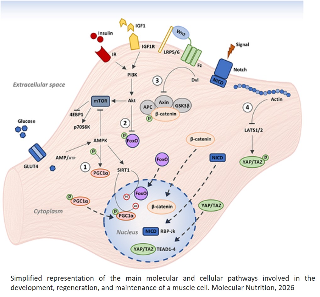 Regulation of Skeletal Muscle Development and Homeostasis by Polyphenols