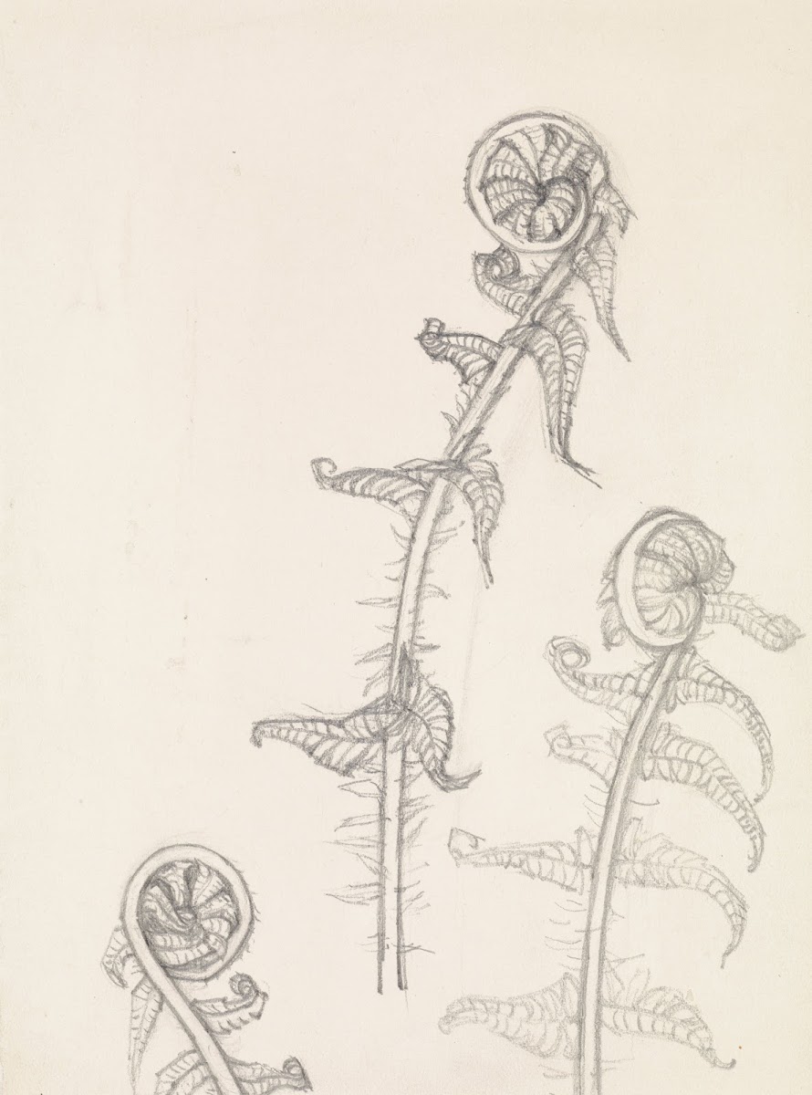 Three studies of a rolled fern leaf 20th century