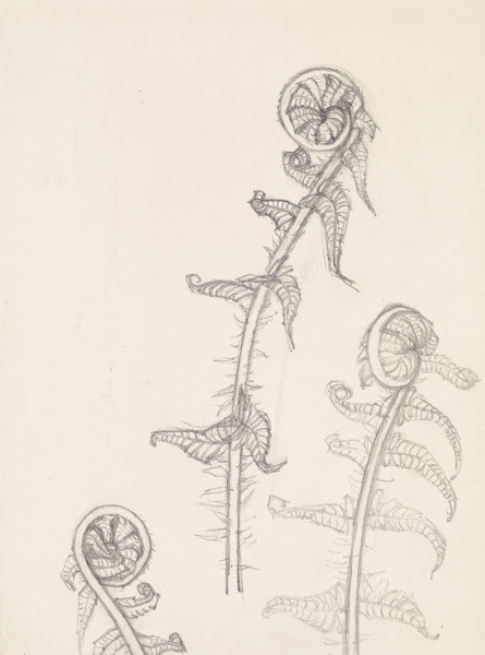 Three studies of a rolled fern leaf 20th century