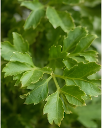 Aralia Green Plant