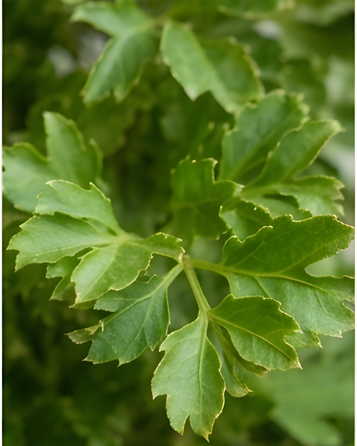 Aralia Green Plant