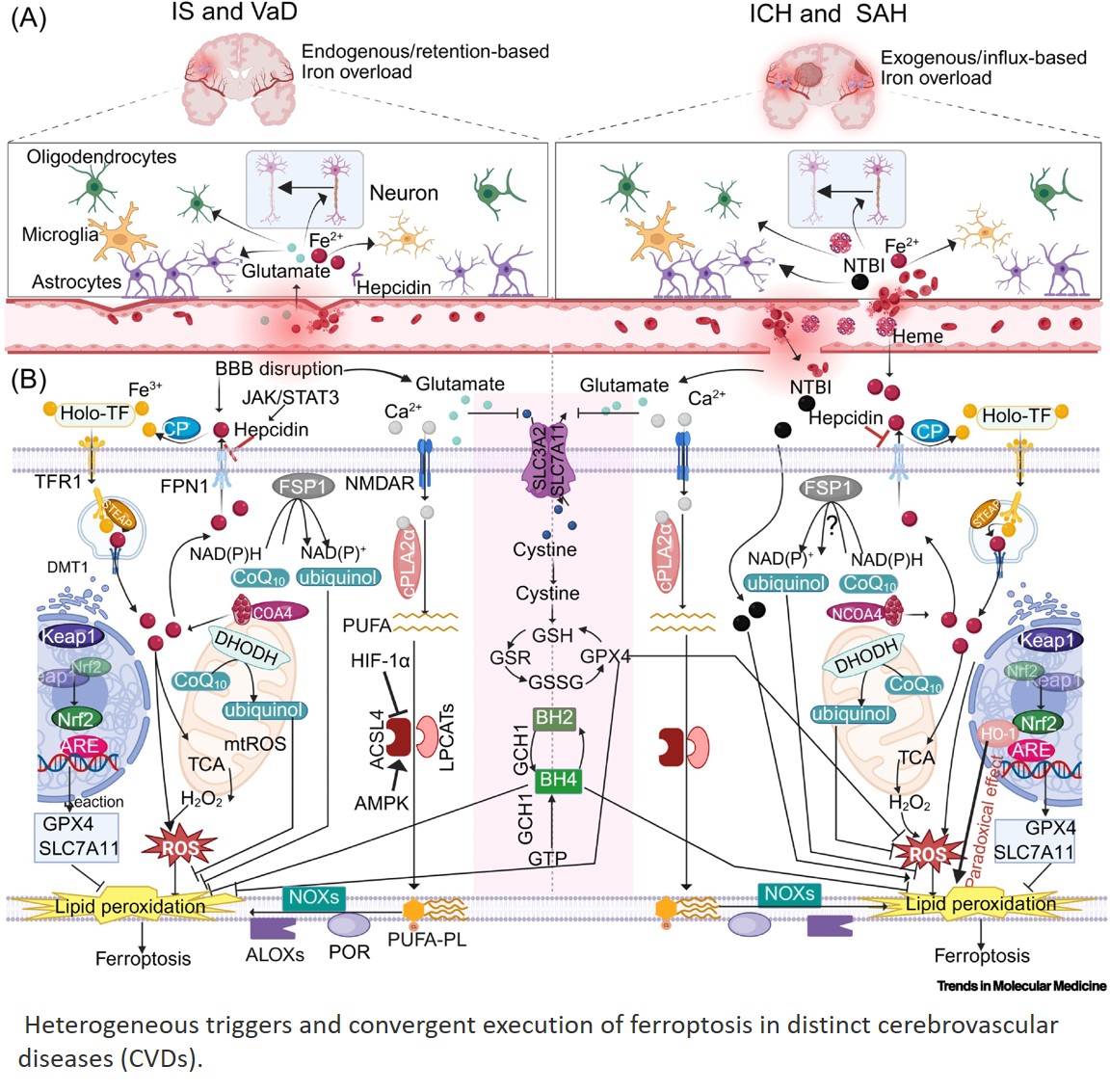 Precision medicine targeting ferroptosis in cerebrovascular diseases