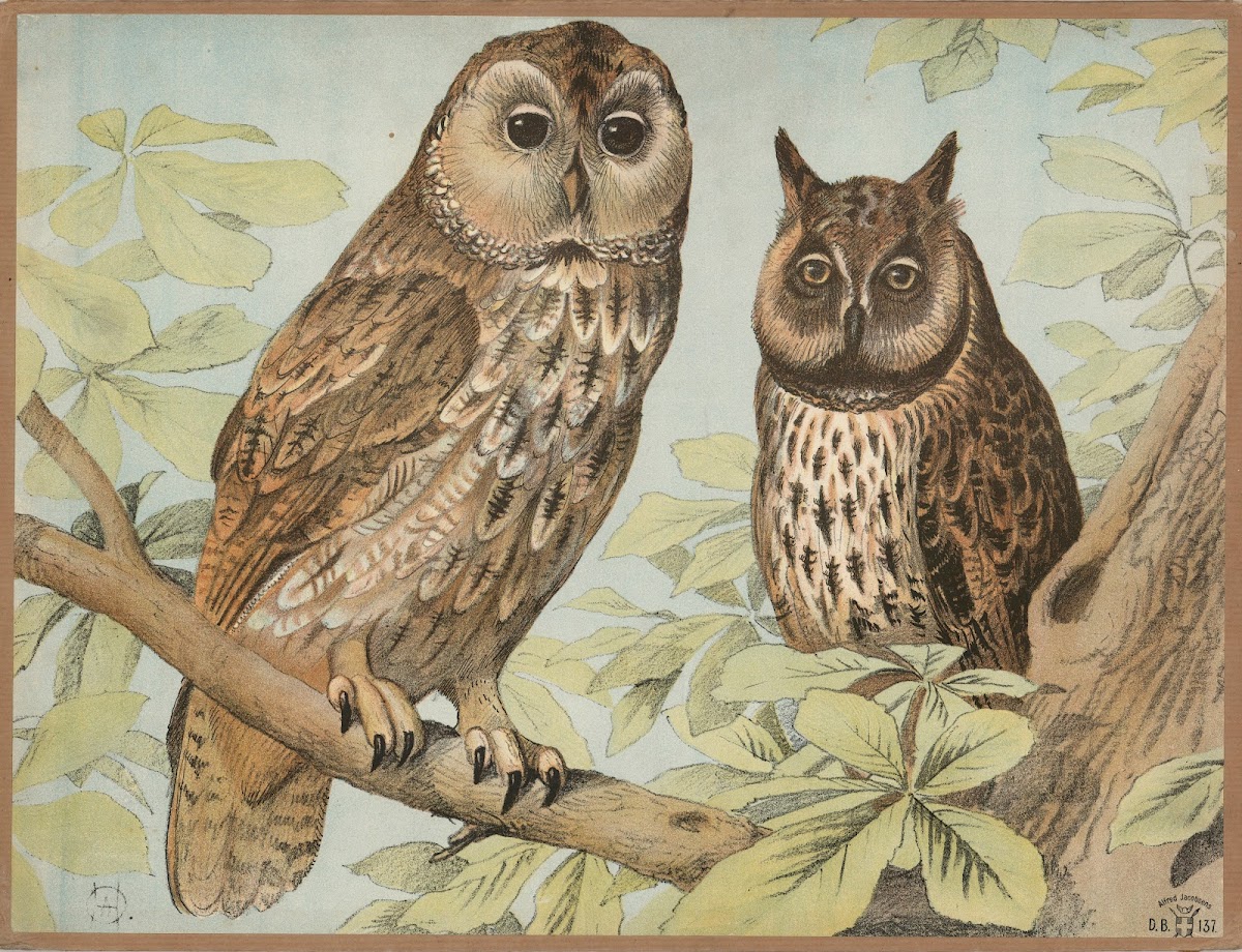 Natugle skovhornugle 1892