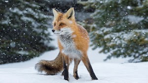 Fox Wallpaper