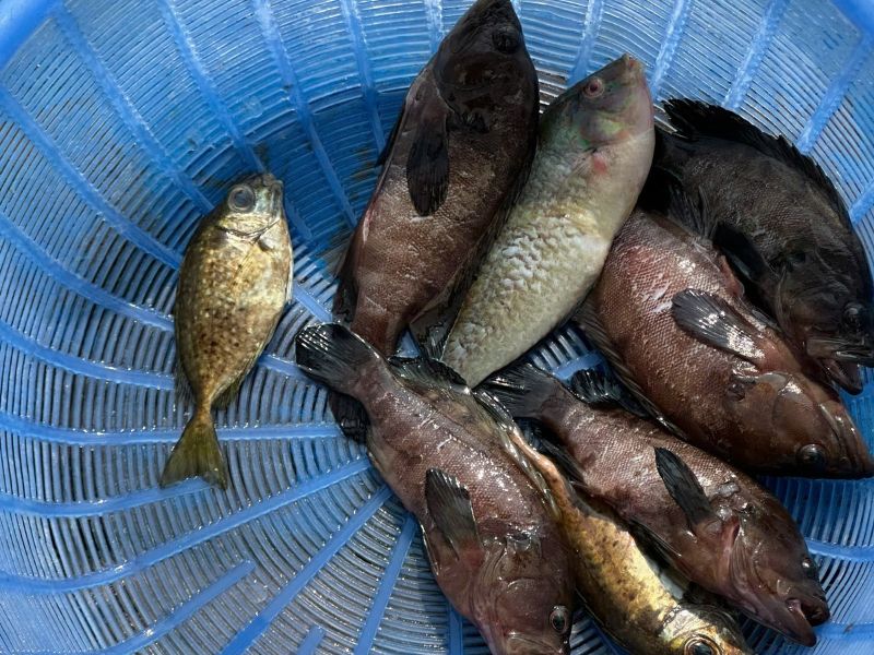 Cat ba lan ha bay fishing tour (2)