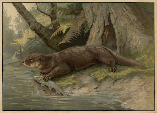 Otter 1895