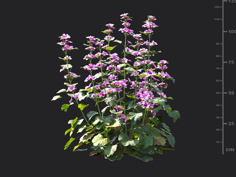 Maxtree - Plant Models Vol.115