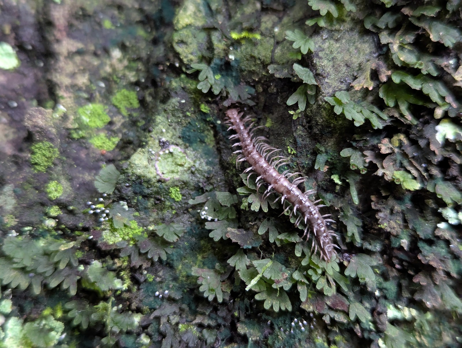 A photo of some kind of worm that looks soft and mushy but is covered
                 in centimeter long spikes in rows across its back.