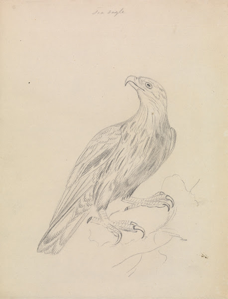 A Sea Eagle