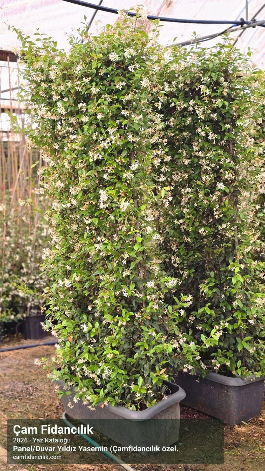 Panel/Duvar Yıldız Yasemin (Çamfidancılık özel üretim) - Trachelospermum jasminoides (custom panel form) Çam Fidancılık Yalova foto 2