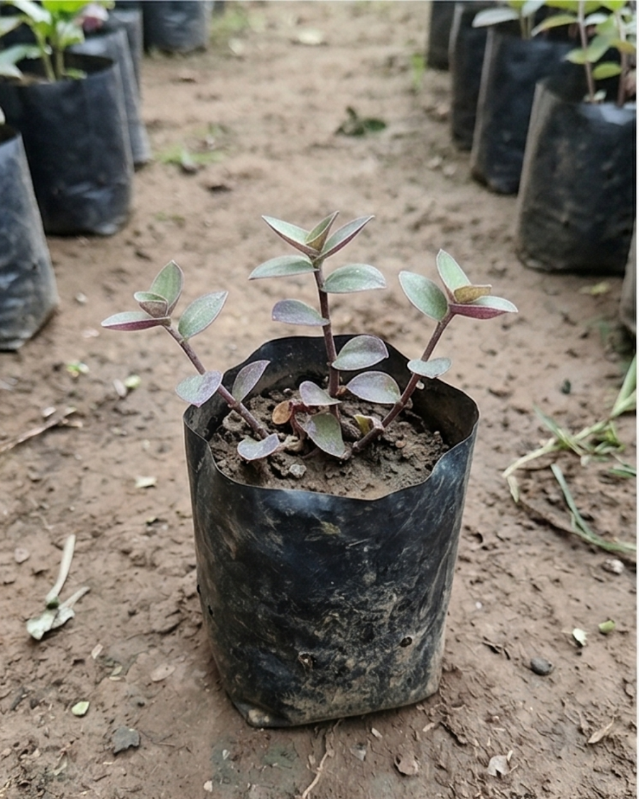 Turtle Vine Plant — view 2