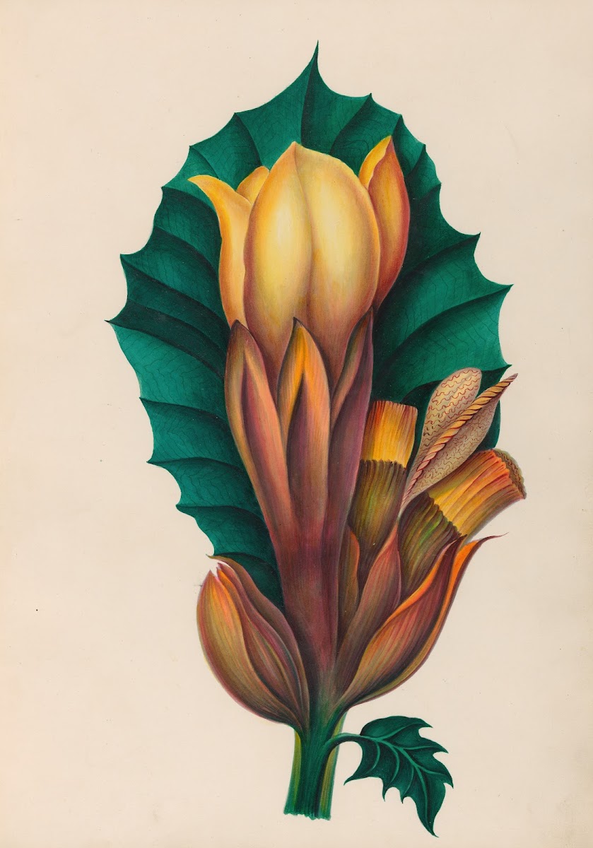 Drawings of tropical flowers and fruits from South America Pl02 1830
