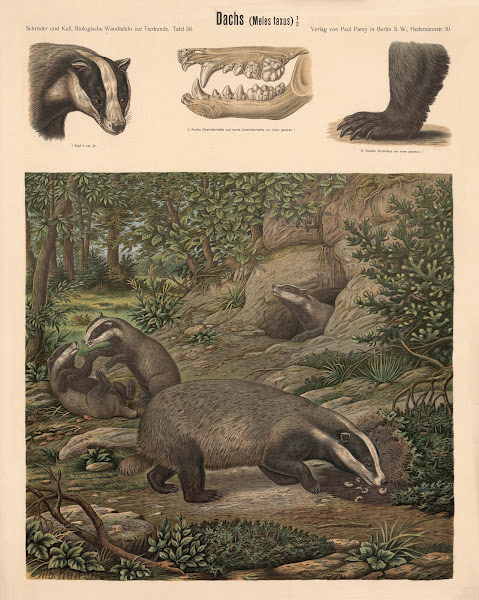 Badger Meies taxus