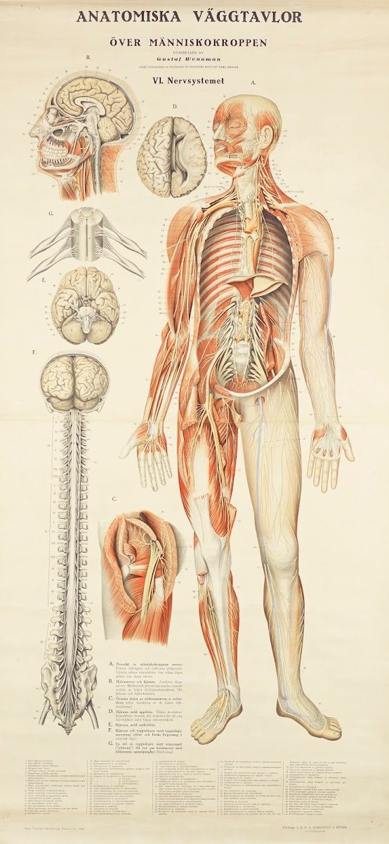 The nervous system 1931