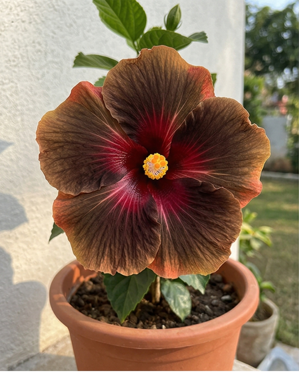 Hibiscus Dark Cosmos