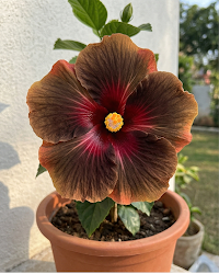 Hibiscus Dark Cosmos