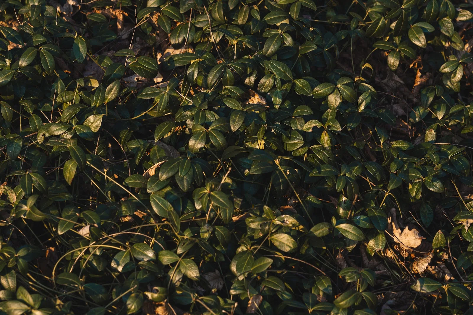 Lush Green Ground Cover Leaves - Nature Photography 5K Wallpaper (6000x4000)