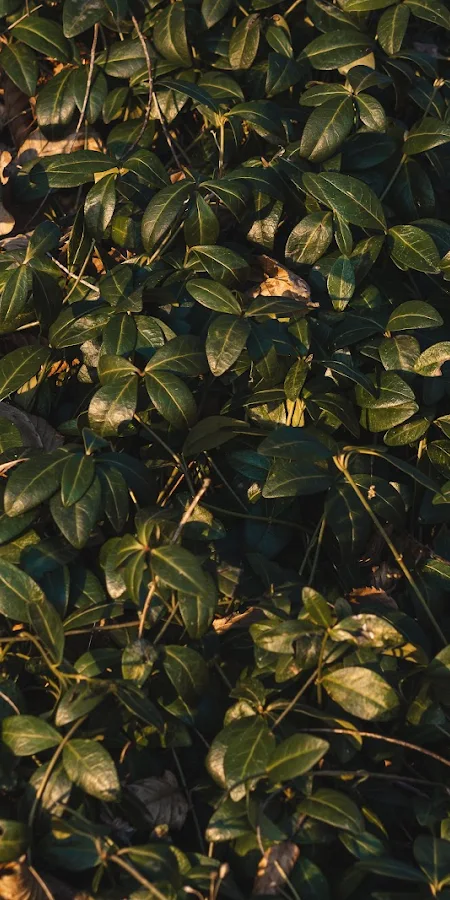 Lush Green Ground Cover Leaves 5K Phone Wallpaper