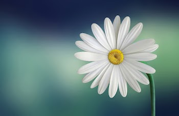 Chamomile Flower Wallpaper