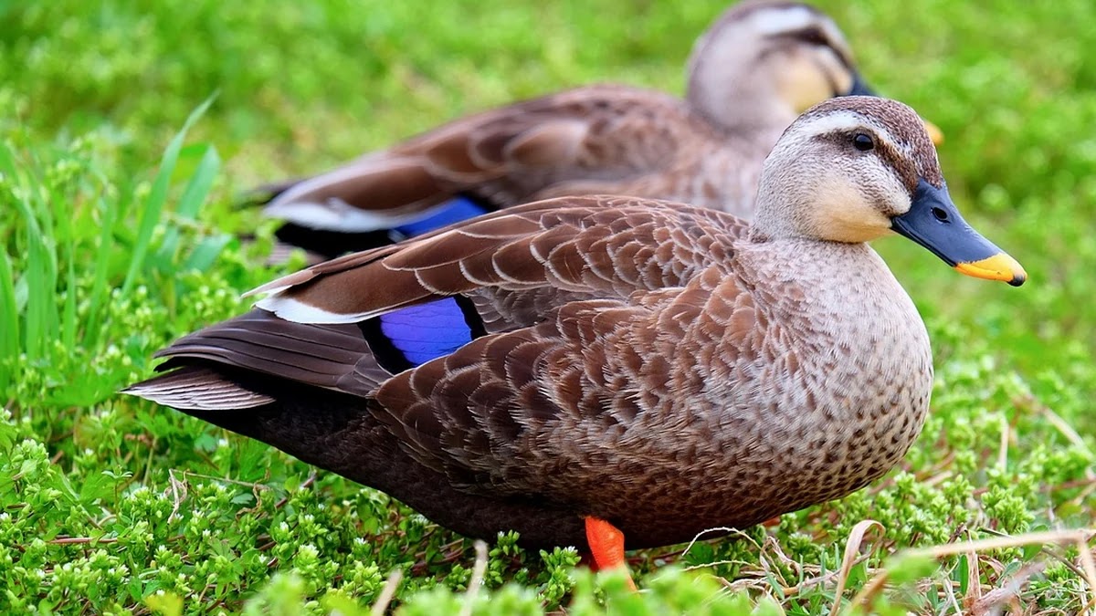 P2P 투자 시 꼭 알아야 할 위험 요소와 안전 투자 팁