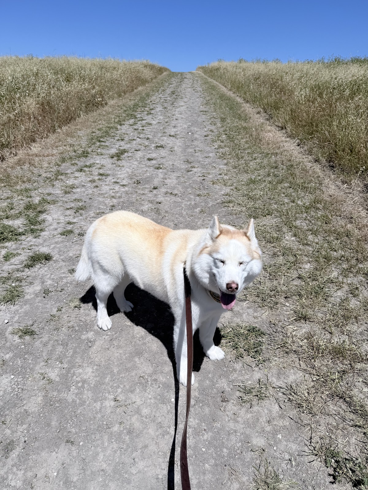 Nala