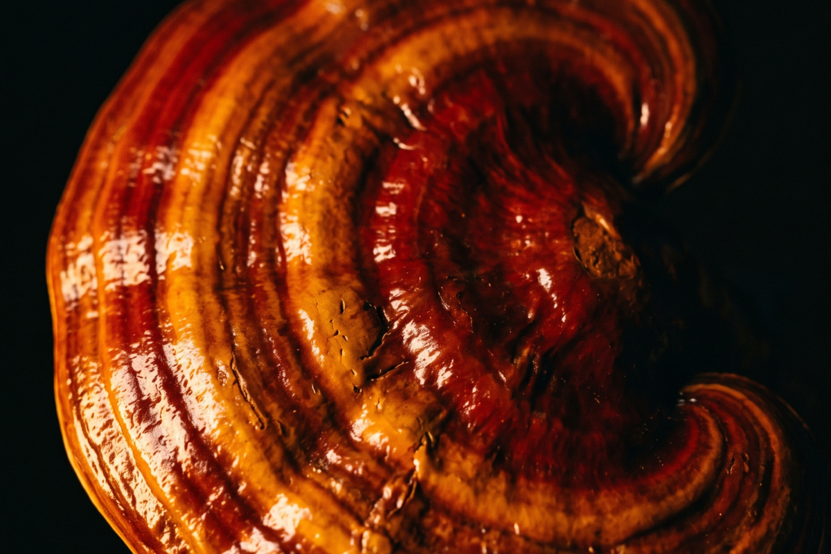 Macro of a reishi mushroom cap, deep reddish-brown concentric rings