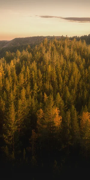 Autumn Forests Of The Nurali Hills 4K iPhone Wallpaper Background