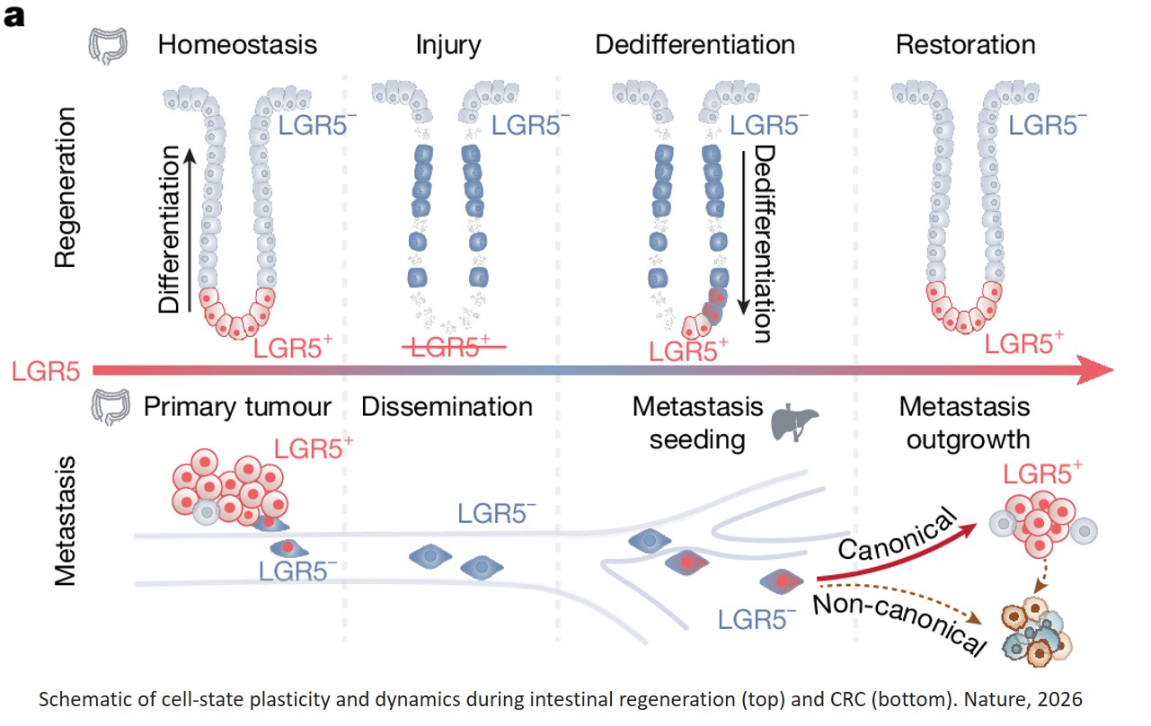 ZFP36L2 orchestrates stress-adaptive plasticity in regeneration and cancer